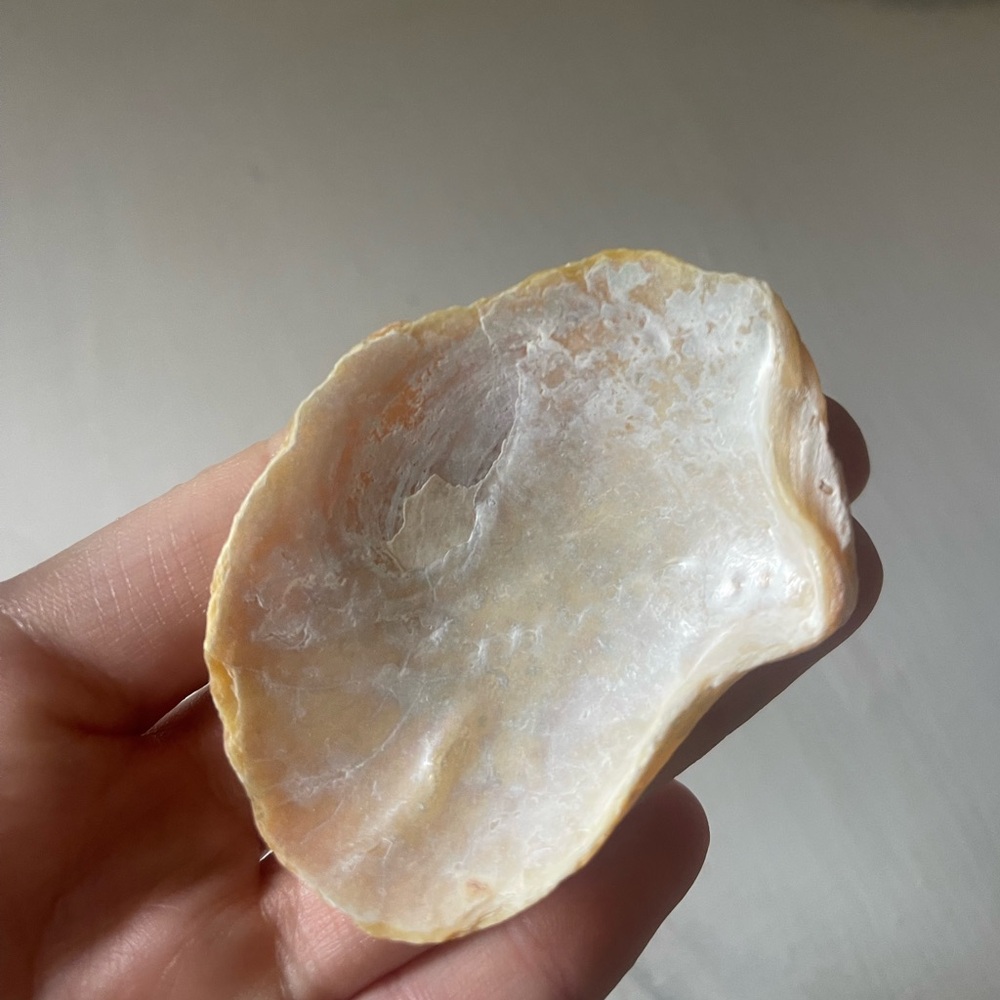 Vintage Caribbean small CLAM SHELL 3” Natural Sea Shell
